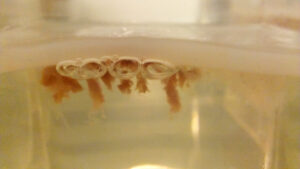 Home_Sample